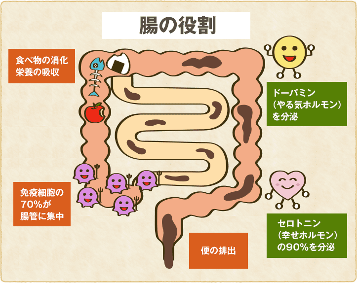 腸の役割