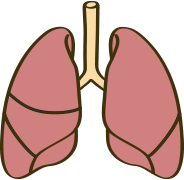 肺のイラスト